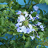 Plumbago auriculata