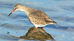 Redshank. Photo: Generalnoir