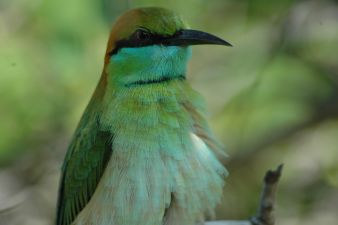 green bee eater