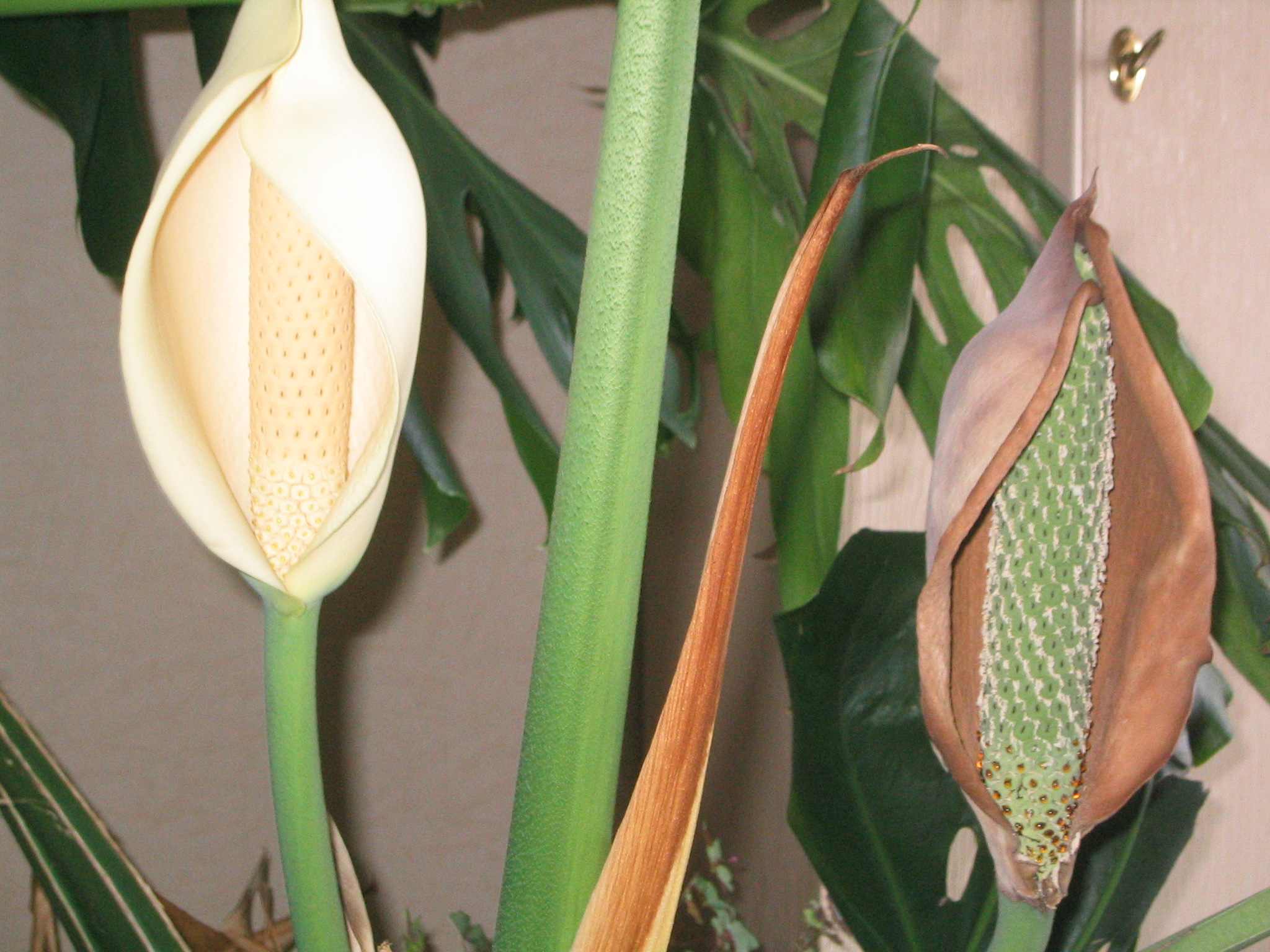 Cheese plant flower and fruit