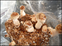 سمارق فارمی