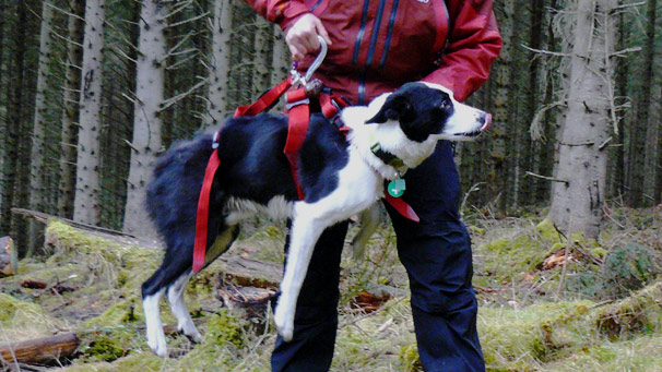 Handler lifts dog using harness and karabiner