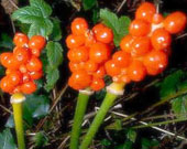 arum maculatum
