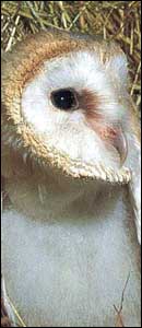 Barn Owl by Andrew Cooper