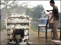 Một nhân viên thú y phun thuốc tiệt trùng số gia cầm chở trên xe máy vào một chợ ở Hà Tây