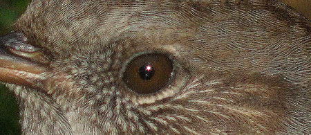 eye closeup