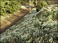 'Lady Walk' at Kingston Lacy