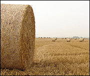 Bales