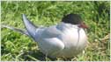 Tern
