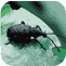 Vine weevil