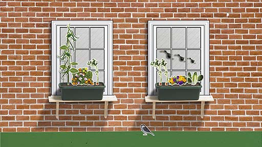 A windowbox with a pretty mixture of veg and flowers