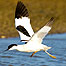 Avocet c/o RSPB