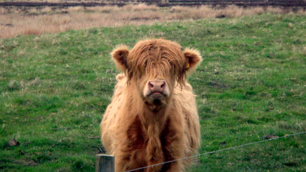Wilma Farquhar from Halkirk in Caithness came face to face with this stern looking Highland cow in Harpsdale.