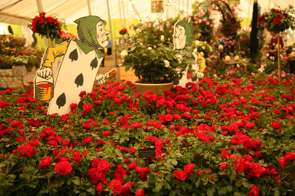 Photo of Rose of the Year 2012 ‘Moment in Time’ (Korcastrav), Hampton Court Palace Flower Show 2011