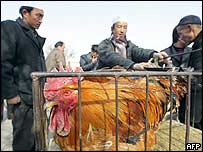 Na smrtelný virus H5N1 zahynulo přes tisíc kusů divokého ptactva