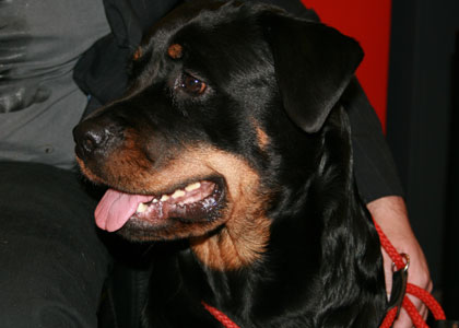 Ryan O'Mara's Rottweiler Mia