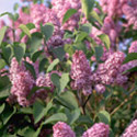 Syringa, Lilac