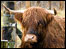 Highland cow