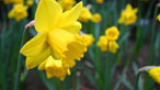 Daffodils