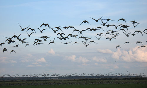 baracle-geese-blog-2.jpg