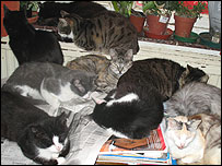 10cats_203.jpg