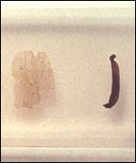 Detail from Chinese Medicine in the Medicate exhibition 