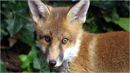 Fox