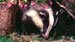Badger in garden.
