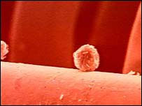 سٹم سیل(فائل فوٹو)