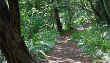 woodland track leading to Bulwarks Camp