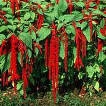 Love Lies Bleeding