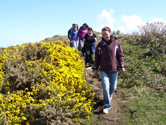 Meinir Gwilym yn arwain y cerddwyr drwy'r eithin