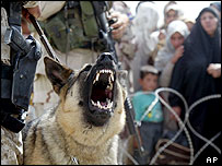 Quân Mỹ và chó nghiệp vụ ở Faluja