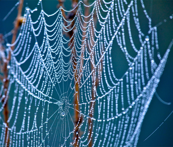 cob web