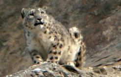A snow leopard