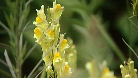 Flower in grass