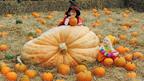 Giant pumkin