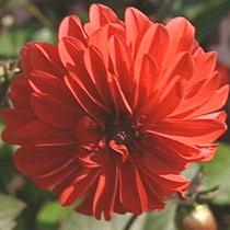 Dahlia 'Grenadier'