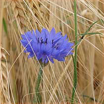 Cornflowers (centaurea_cyanus)