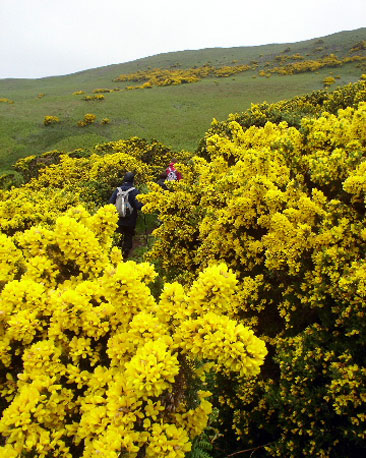 "At least the gorse was colourful and, given it was so prickly, we were glad to escape from its jaggy clutches - hopefully, never to do battle with it again!"