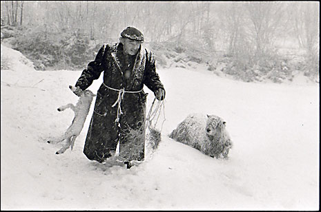 Ivor Brock rescuing a lamb in a blizzard, 1978