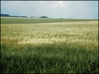 کرت های جواری