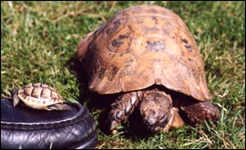 Banger and son! Two North African Spur Thigh tortoises