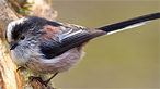 Long-tailed tit. Photo: Jeff Cohen