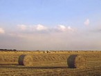 Straw bales in field