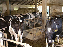 حيوانات و فصل سرما