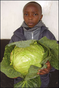 Boy with large cabbage
