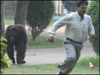 चिंपांज़ी