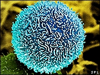 त्रिफला