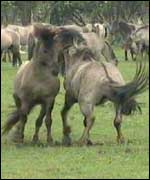 Konik horses get playful